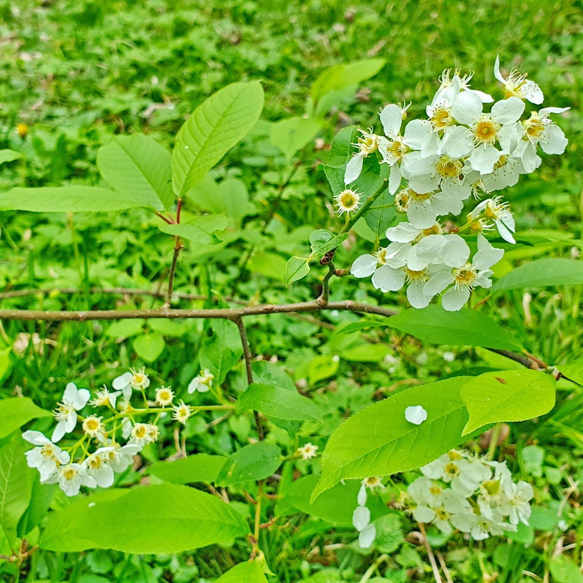 Trauben-Kirsche - Prunus padus  Zukunftsbaum