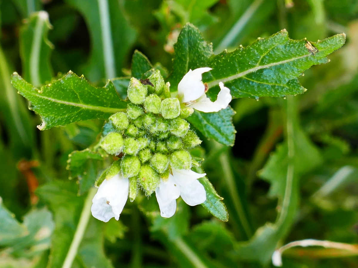 Wasapi-Rucola