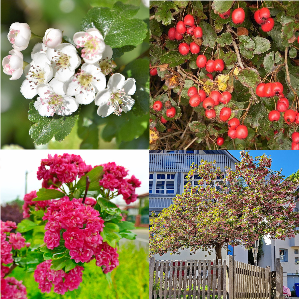 Crataegus laevigata